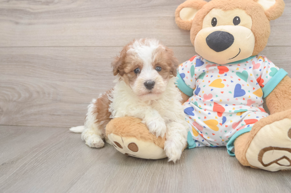 5 week old Havapoo Puppy For Sale - Florida Fur Babies