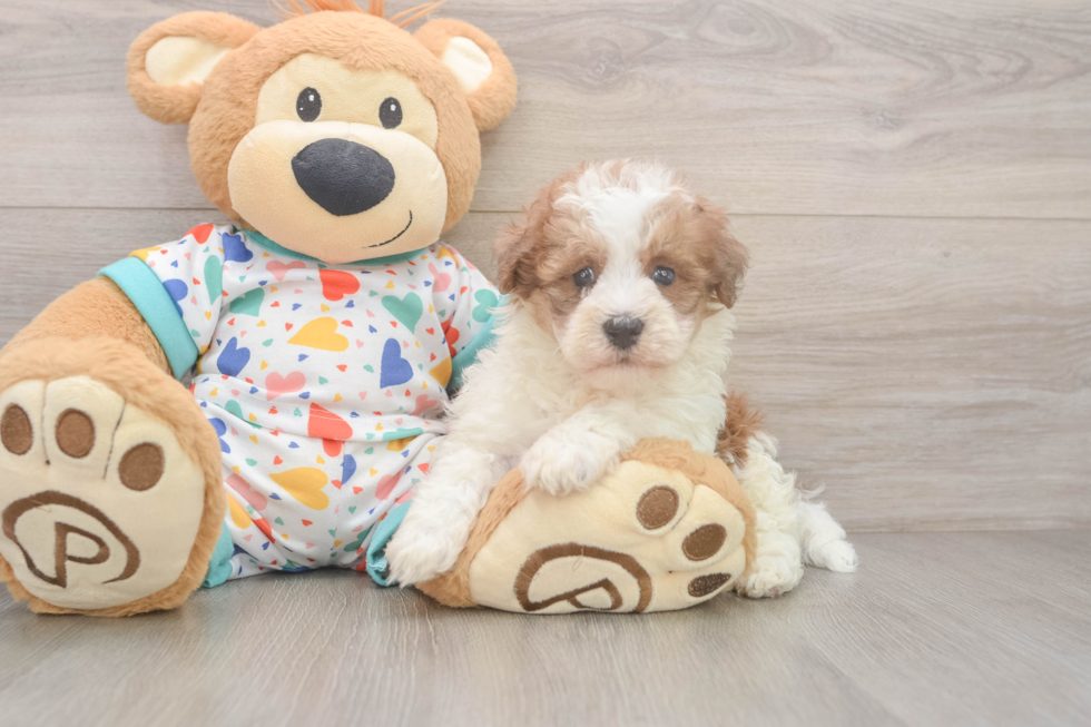 Havapoo Puppy for Adoption