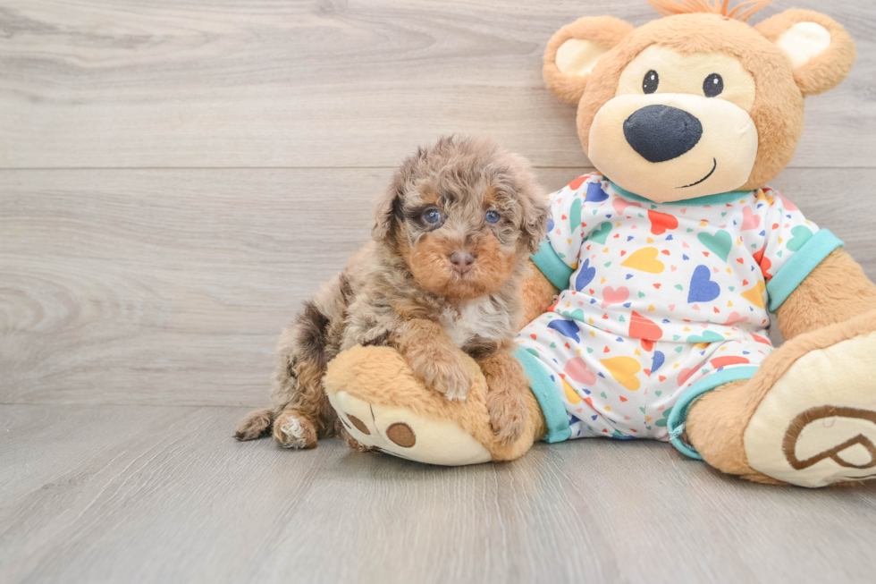 Popular Havapoo Poodle Mix Pup