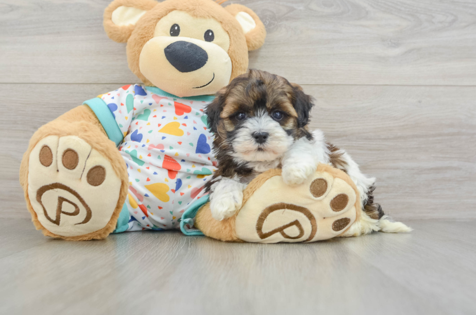 5 week old Havapoo Puppy For Sale - Florida Fur Babies