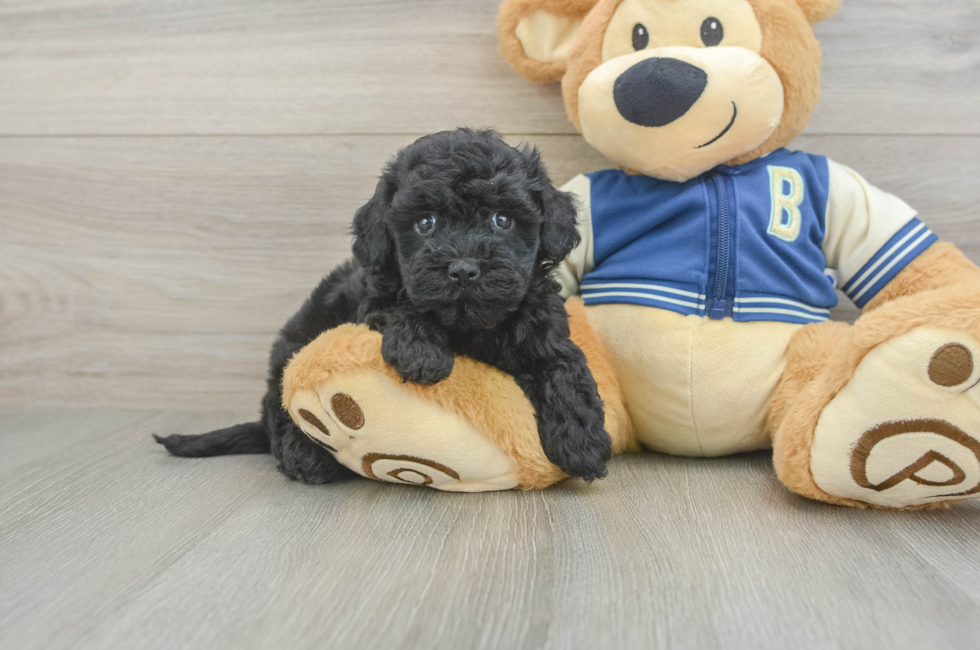 5 week old Havapoo Puppy For Sale - Florida Fur Babies