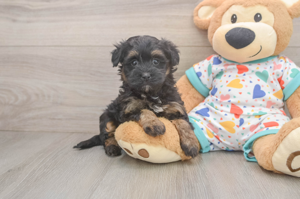 5 week old Havapoo Puppy For Sale - Florida Fur Babies