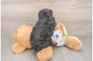 Havapoo Pup Being Cute