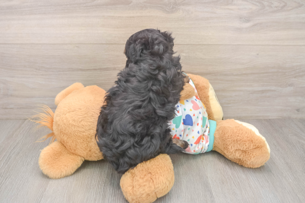 Havapoo Pup Being Cute