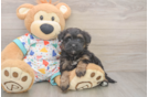 Havapoo Puppy for Adoption