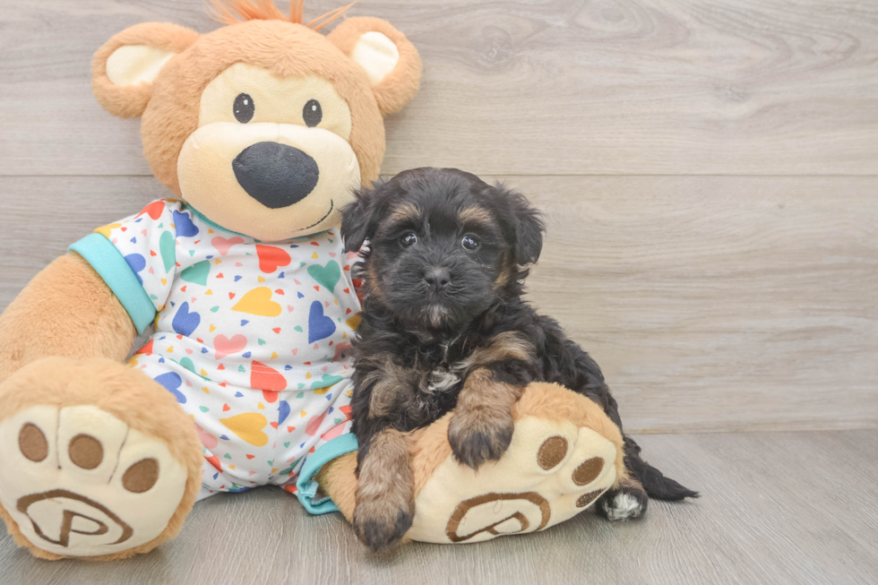 Havapoo Puppy for Adoption