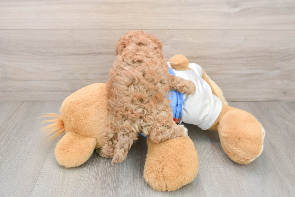 Havapoo Pup Being Cute