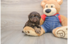 Havapoo Puppy for Adoption