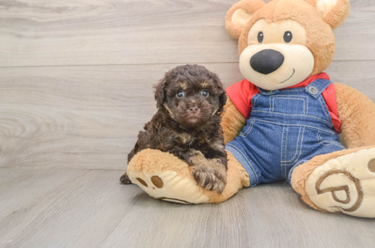 Havapoo Puppy for Adoption