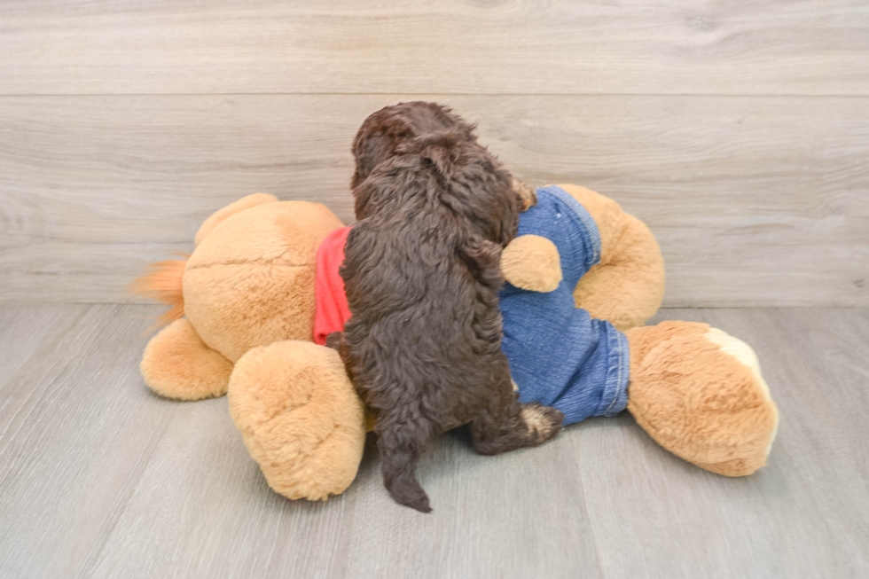 Energetic Havadoodle Poodle Mix Puppy