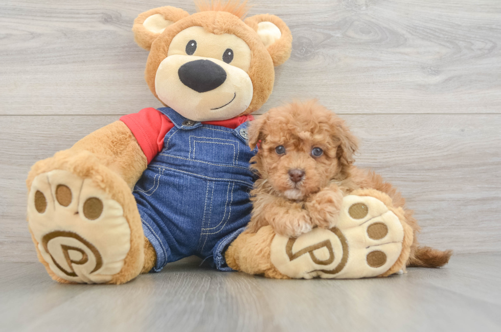 6 week old Havapoo Puppy For Sale - Florida Fur Babies