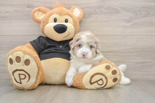 Havapoo Puppy for Adoption