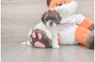 Best Havapoo Baby