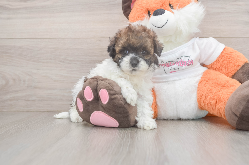 5 week old Havapoo Puppy For Sale - Florida Fur Babies