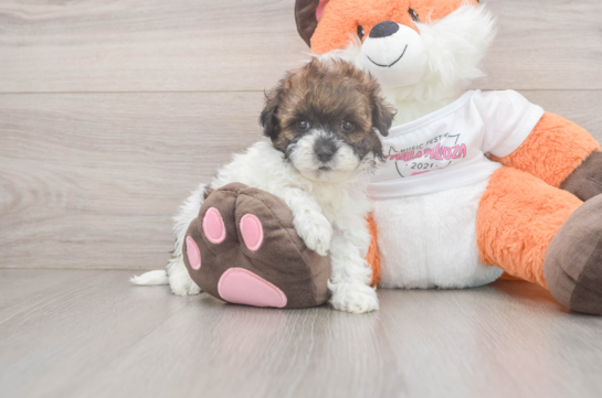 Best Havapoo Baby