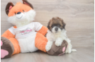 Cute Havapoo Baby