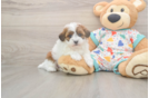 Havapoo Pup Being Cute
