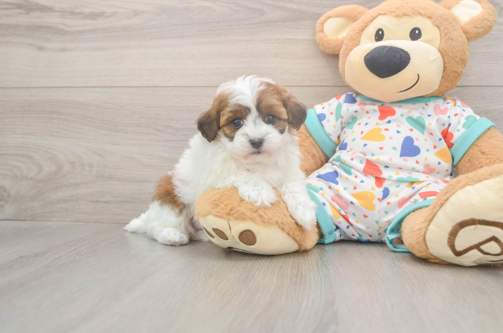 5 week old Havapoo Puppy For Sale - Florida Fur Babies