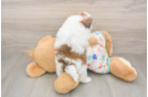 Petite Havapoo Poodle Mix Pup