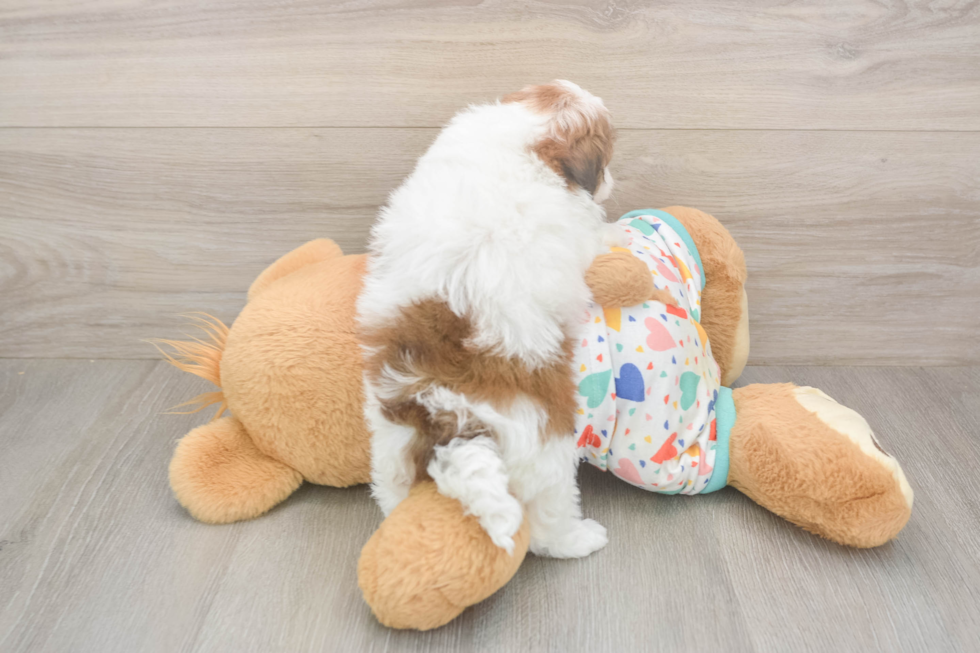 Petite Havapoo Poodle Mix Pup