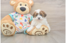 Havapoo Pup Being Cute