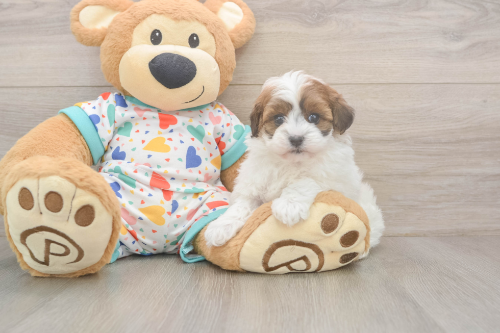 Havapoo Pup Being Cute