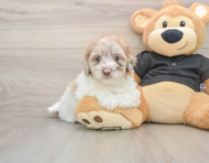 7 week old Havapoo Puppy For Sale - Florida Fur Babies