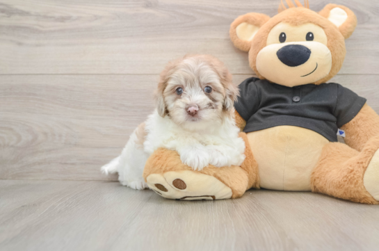 Friendly Havapoo Baby