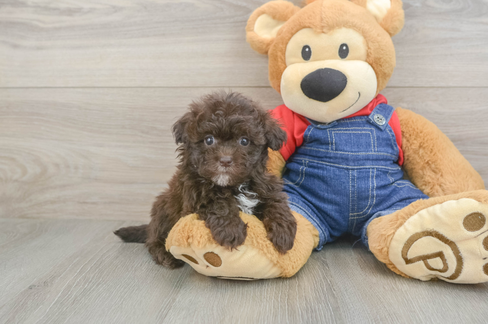 6 week old Havapoo Puppy For Sale - Florida Fur Babies
