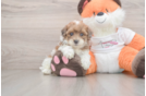 Fluffy Havapoo Poodle Mix Pup