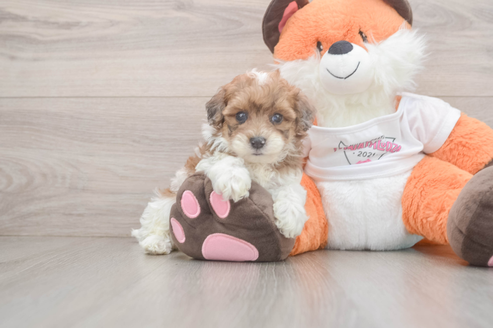 Fluffy Havapoo Poodle Mix Pup