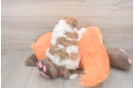 Havapoo Puppy for Adoption