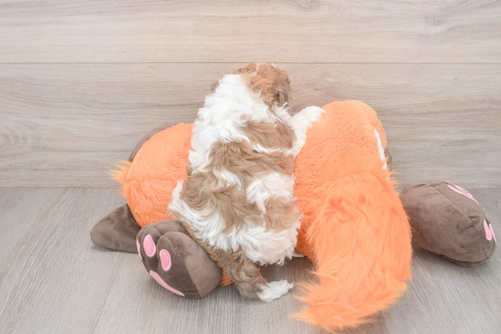 Havapoo Puppy for Adoption