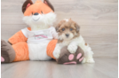 Havapoo Puppy for Adoption