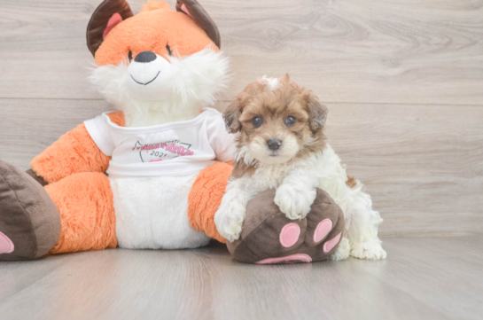 Havapoo Puppy for Adoption