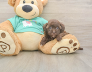 7 week old Havapoo Puppy For Sale - Florida Fur Babies