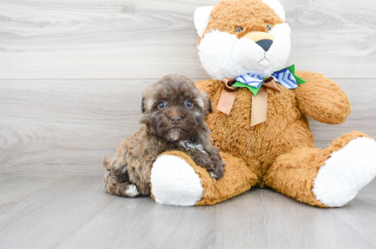Cute Havadoodle Poodle Mix Puppy