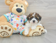 8 week old Havapoo Puppy For Sale - Florida Fur Babies