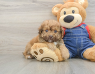 9 week old Havapoo Puppy For Sale - Florida Fur Babies