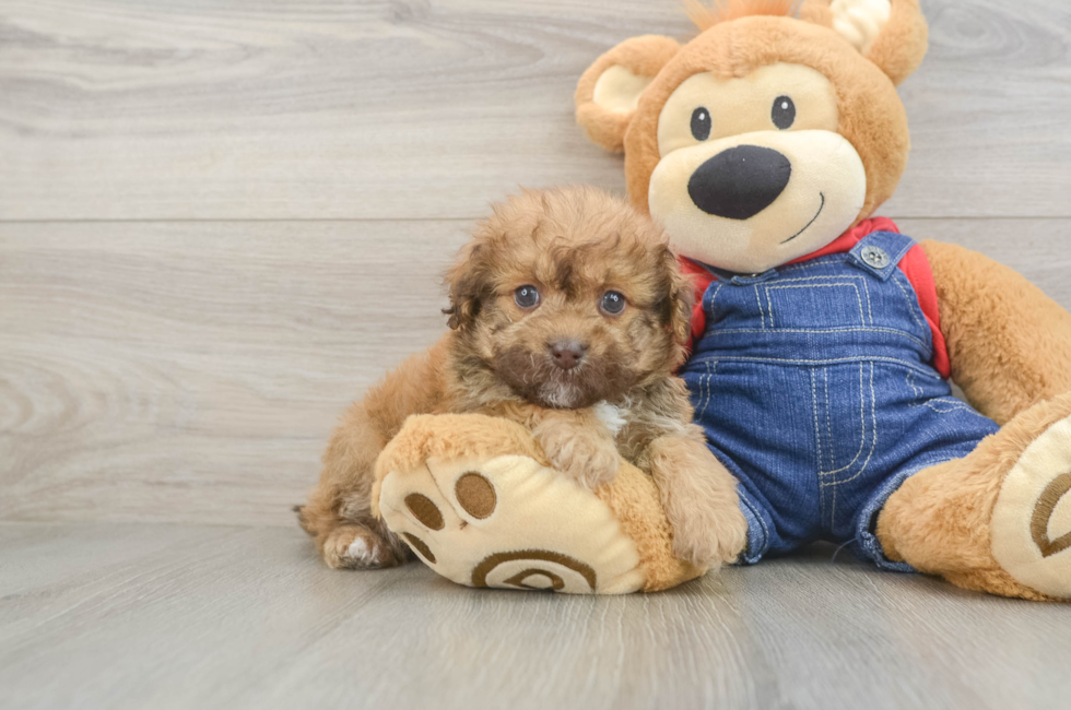 6 week old Havapoo Puppy For Sale - Florida Fur Babies
