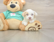 7 week old Havapoo Puppy For Sale - Florida Fur Babies