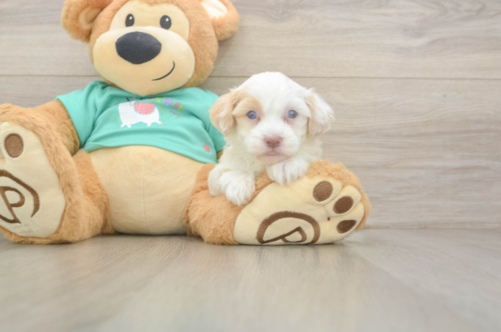 5 week old Havapoo Puppy For Sale - Florida Fur Babies