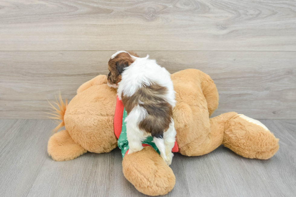 Smart Havapoo Poodle Mix Pup