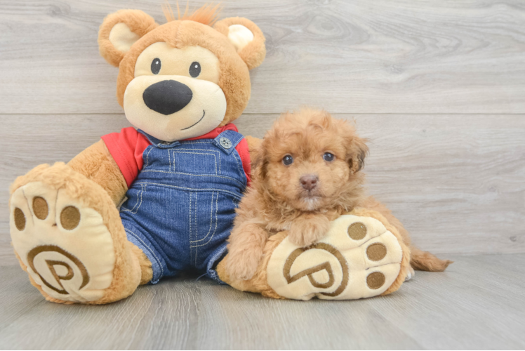 Fluffy Havapoo Poodle Mix Pup