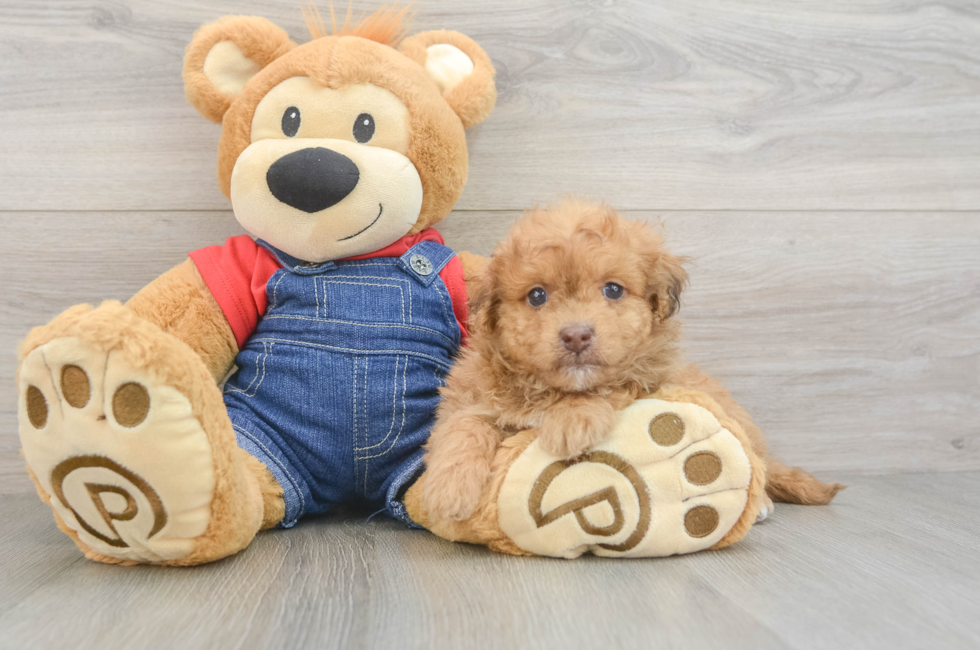6 week old Havapoo Puppy For Sale - Florida Fur Babies