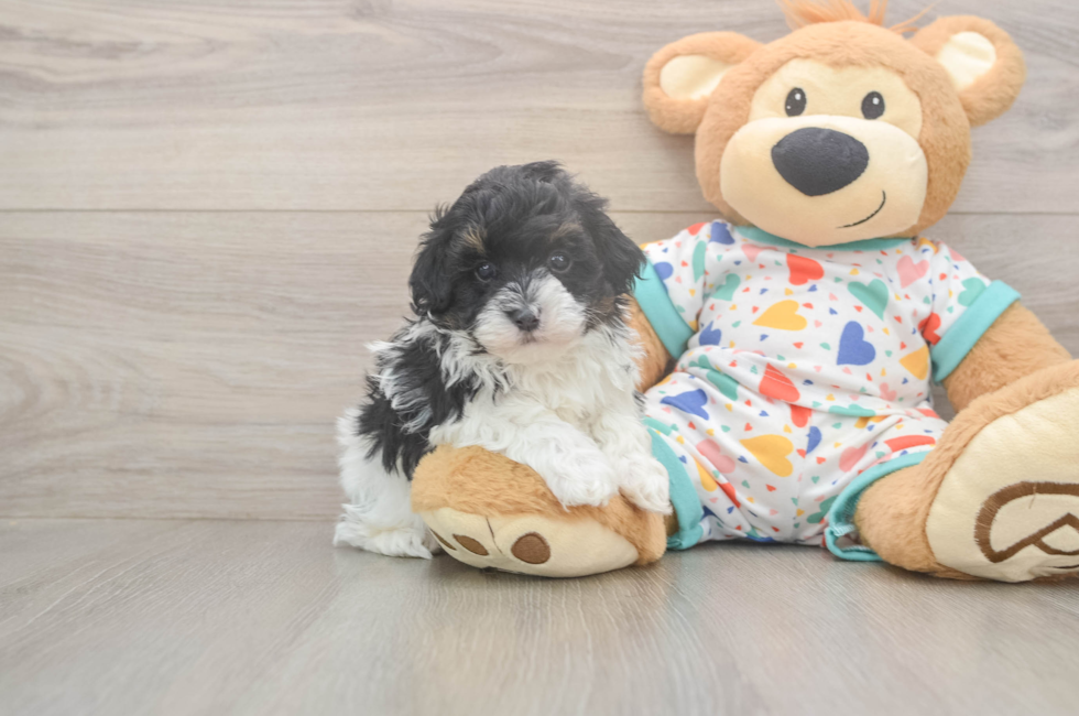 5 week old Havapoo Puppy For Sale - Florida Fur Babies