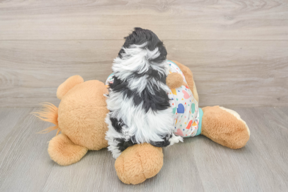 Petite Havapoo Poodle Mix Pup