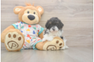 Havapoo Puppy for Adoption