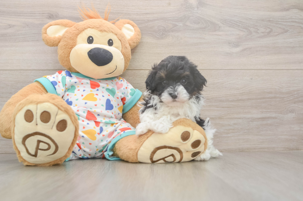 Havapoo Puppy for Adoption