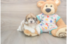 Playful Havadoodle Poodle Mix Puppy